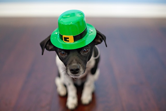St Patrick's day in Vilnius
