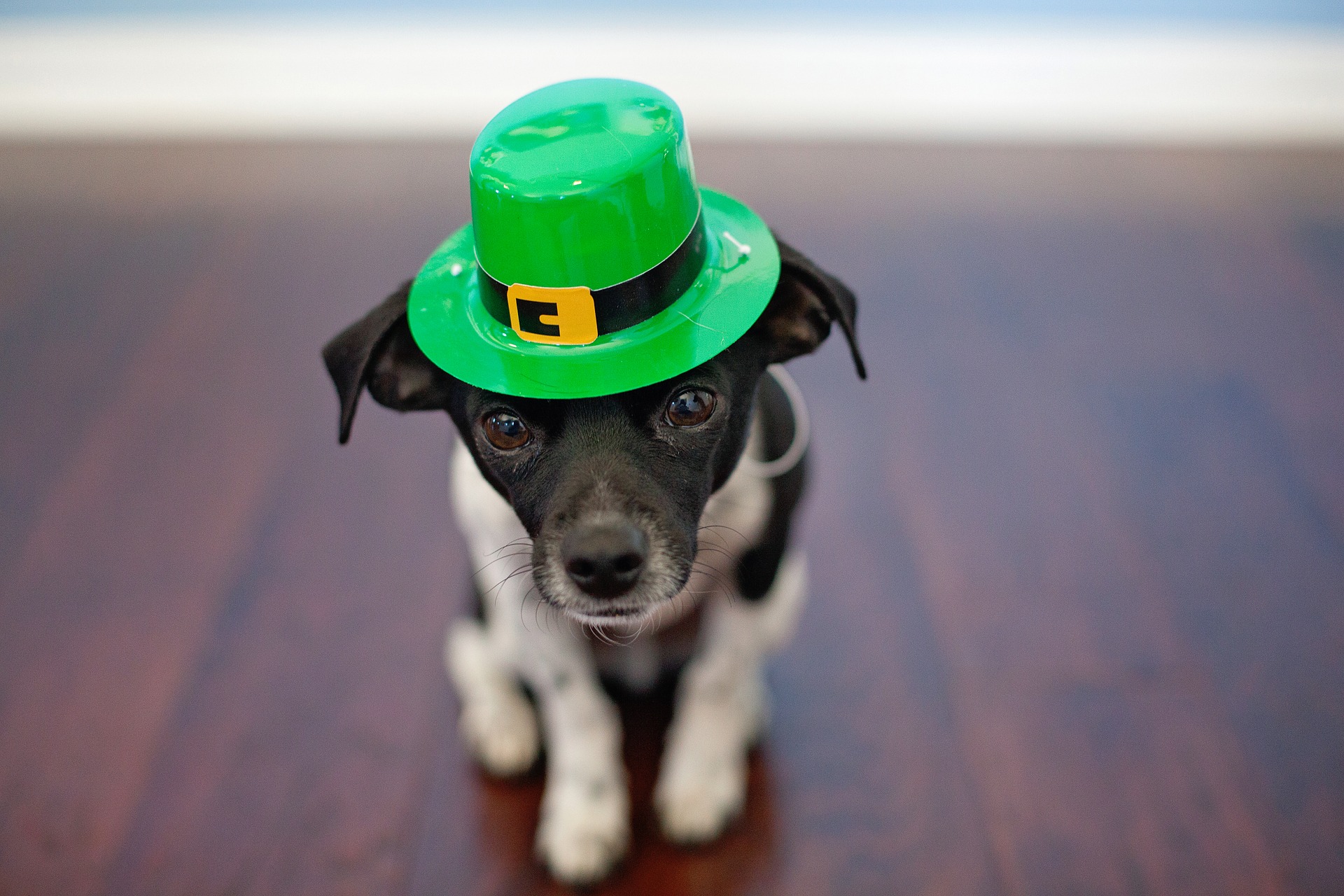 St Patrick's day in Vilnius